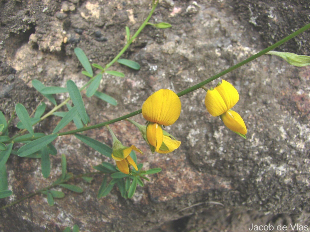 Crotalaria albida B.Heyne ex Roth